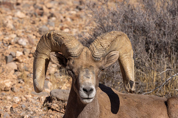 istock Desert Bighorn Sheep Ram in the Nevada Desert 2207029388
