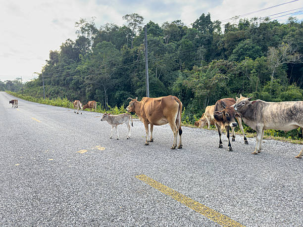 istock Cows blocking a rural road on the Thakhek Loop in Khamkeut District, Laos 2207029854
