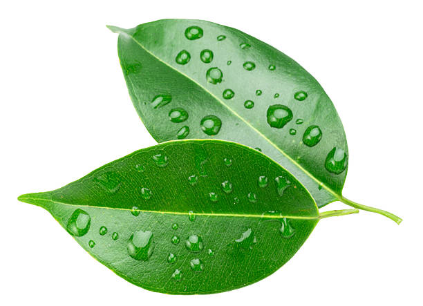 istock Ficus benjamina leaves covered with water drops isolated on white background. File contains clipping path. 2207030100