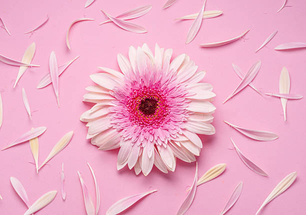 istock Delicate pink gerbera flower surrounded by flower petals on a pink background. 2207030197