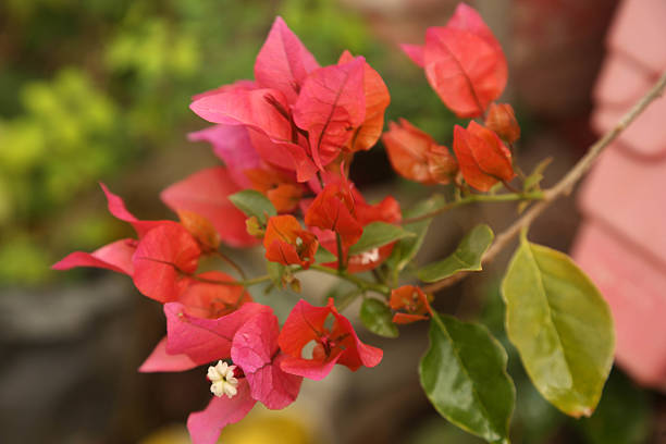 Beautiful bougainvillea flowers with green leaves. Close up view of bougainvillea red pink flower. Blooming red Bougainvillea flower. Selective Focus
