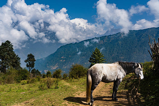 White Horse Grazing in a Scenic Mountain Landscape Under a Cloudy Sky