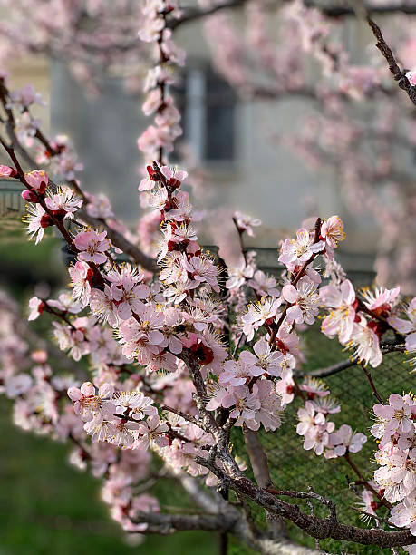 istock Hanging buds of flowers on trees 2207032409
