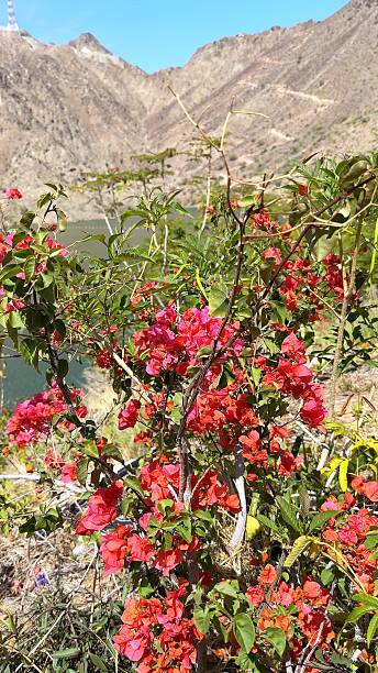 Flowers bloom vibrantly on lush cliffs, flowers bloom brightly contrasting mountainous background, rugged mountains enhance natural visual appeal, great imagery for tranquil nature themes.