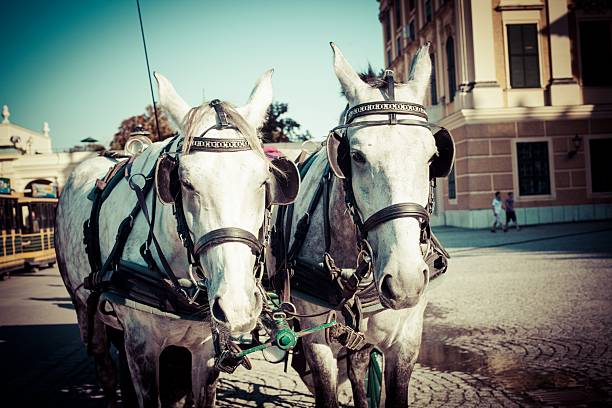 Two white horses harnessed together, standing on a cobblestone street. The horses are adorned with bridles and look directly at the camera. In the background, a historic building is visible under a clear blue sky.