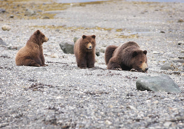 A grizzly bear sow lays on a gravel beach with her twin cubs alongside.  The three bears are centered in the horizontal frame, mid-distance or closer, the entire background being gray gravel.  The sow is laying with her head toward the camera.  One cub is standing, facing the camera and one is sitting on its haunches in profile facing the other bears.  Upon close inspection, both cubs have mother's milk on their muzzles following a feeding session.