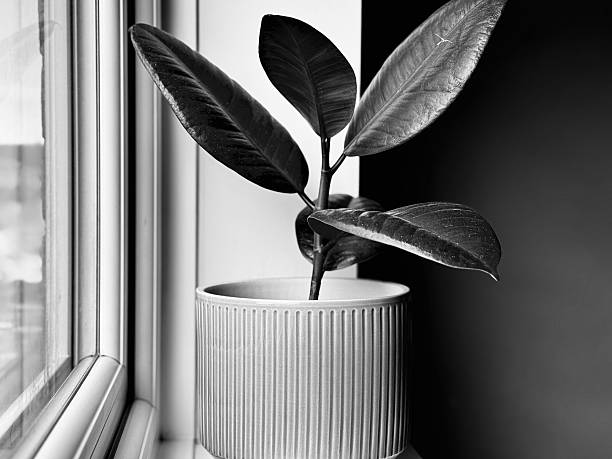 istock An indoor house plant on a windowsill in our domestic home 2207033708