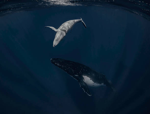 istock Humpback whale underwater mom and calf 2207034118