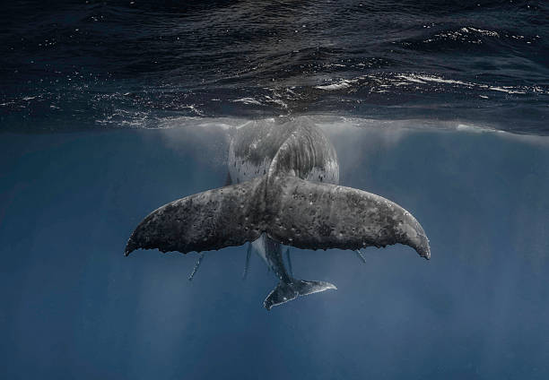 istock Humpback whale underwater mom and calf 2207034121