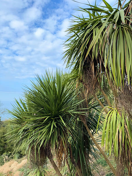 istock Lush Green Tropical Plants with Spiky Leaves 2207034632