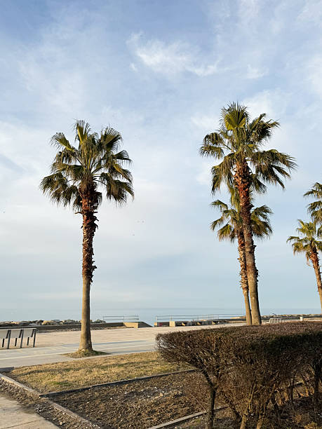 istock Palm trees by the seaside promenade under a blue sky 2207034743