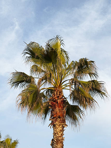 istock Tall palm tree with green fronds under a clear sky 2207034817