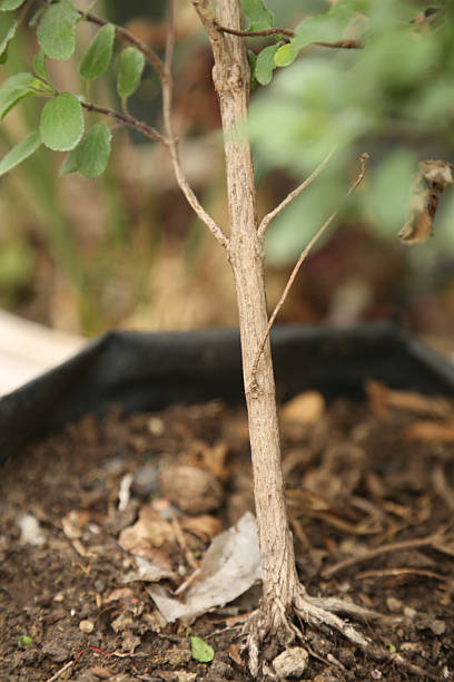 istock trunk and roots of tree 2207035175