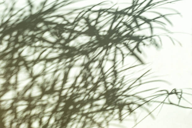 A blurred shadow of a plant casts on a white backdrop from sunlight.