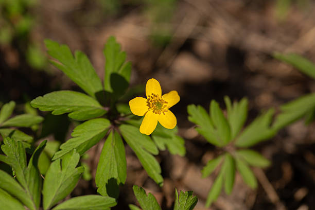 beautiful flowers growing in the forest