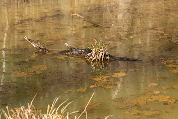 istock Plants growing on a log in a pond 2207035341