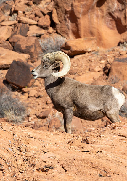 istock Desert Bighorn Sheep Ram in the Nevada Desert 2207036377