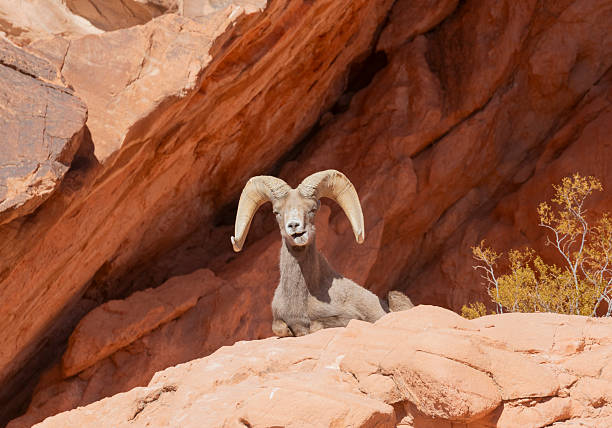 istock Desert Bighorn Sheep Ram in the Nevada Desert 2207037218