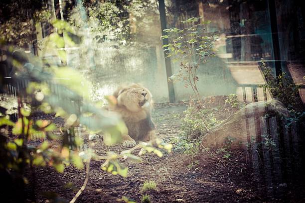 Lion in the cage