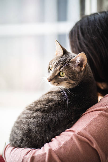 istock Tabby cat relaxing in woman's arms, gazing out window 2207040806