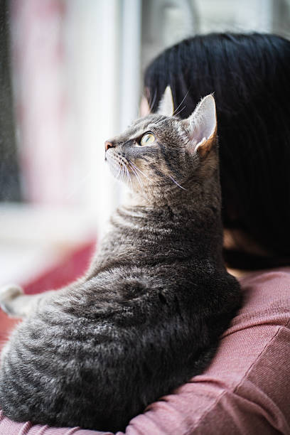 istock Tabby cat relaxing on woman's shoulder by window 2207040832