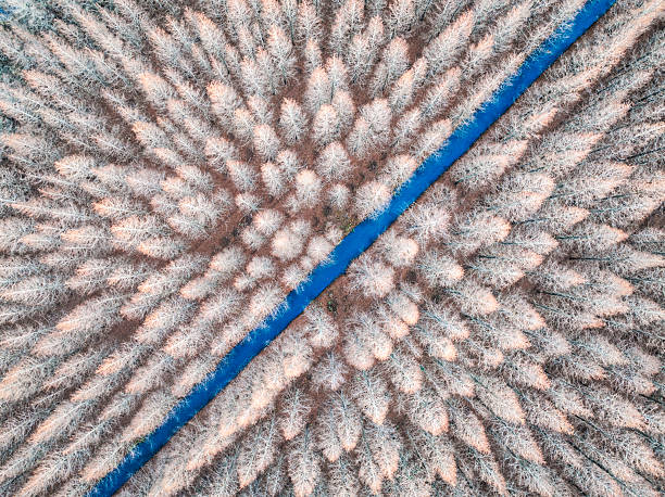 istock Symmetrical Winter Forest with a Diagonal Blue Stream – Aerial View 2207041923