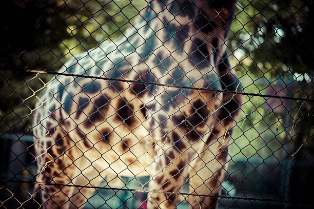 Close up of giraffe fur