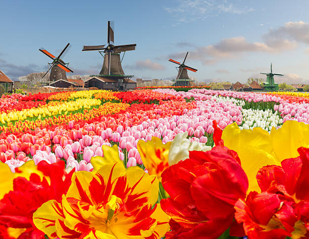 istock dutch windmills over tulips 2207042581
