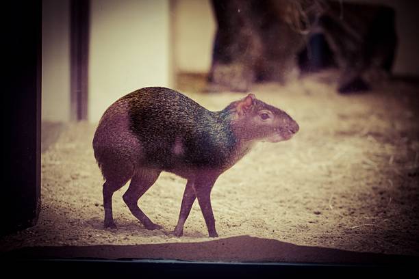 Affe beim klettern