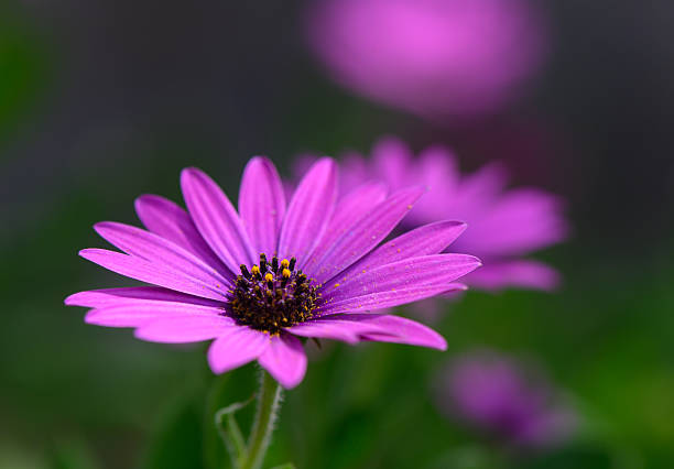 istock Vibrant purple flower blooms gracefully under soft sunlight in a tranquil garden setting 2207047347