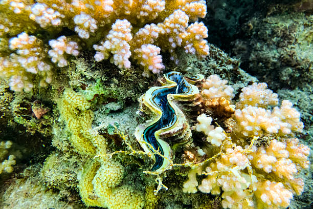 Maxima clam or small giant clam (Tridacna maxima) undersea, Red Sea, Egypt, Sharm El Sheikh, Montazah Bay