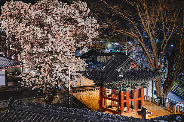 istock Spring's herald, the whispering cherry blossoms of Imokdae 2207047805