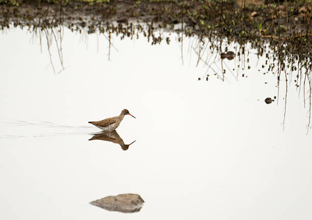 British Waterbird, Common Redshank with identifiable 'red legs' feeding in shallow water