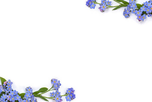 istock Frame of blue flowers forget-me-nots ( scorpion grasses ) on a white background with space for text. Top view, flat lay 2207049945