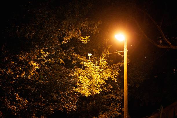 istock Illuminated Tree Under Street Lamp at Night 2207050077