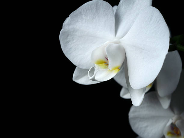 Blooming white phalaenopsis orchid close-up on a black background, detail, beauty, nature