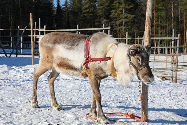istock Good time at reindeer farm 2207054842