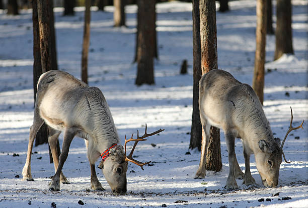 istock Good time at reindeer farm 2207054930