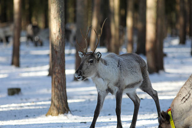 Visit to a reindeer farm in Rovaniemi, Finland