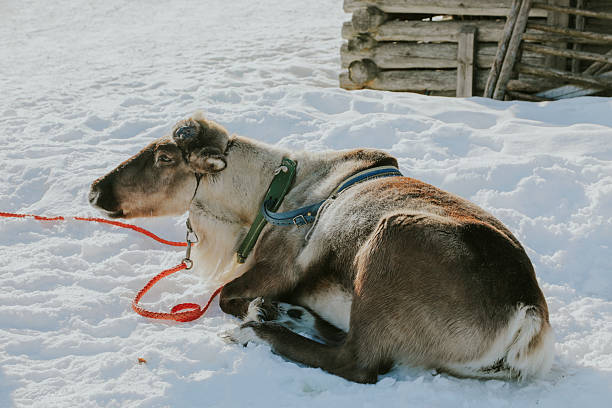 istock Good time at reindeer farm 2207055039