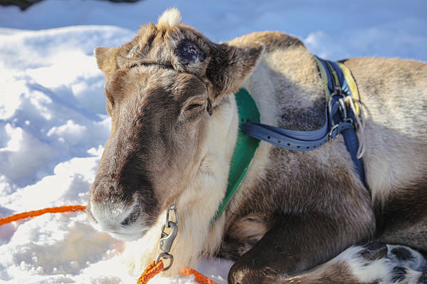 istock Good time at reindeer farm 2207055054