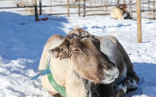 istock Good time at reindeer farm 2207055091