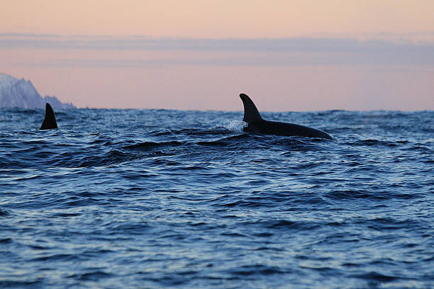 istock orcas or killer whales, Orcinus orca, Andenes, Norway, Norwegian Sea 2207055201