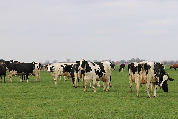istock a herd of cows in a green meadow 2207056773