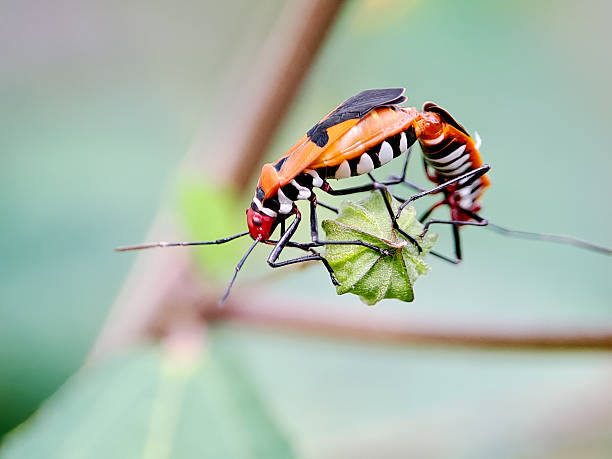 Red cotton bug Dysdercus cingulatus perched on a flower bud, showcasing its vibrant colors and distinctive patterns