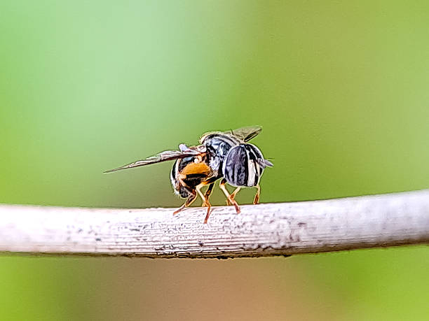 istock Hoverfly Paragus haemorrhous perched on a leaf, showcasing its distinctive striped abdomen and delicate wings 2207060207