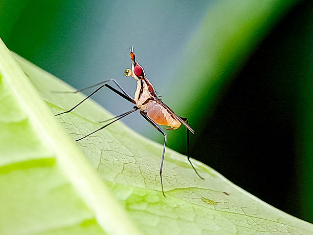 istock A tiny, long legged fly with striking red eyes perched on a green leaf. Perfect for entomology studies, macro photography 2207060239