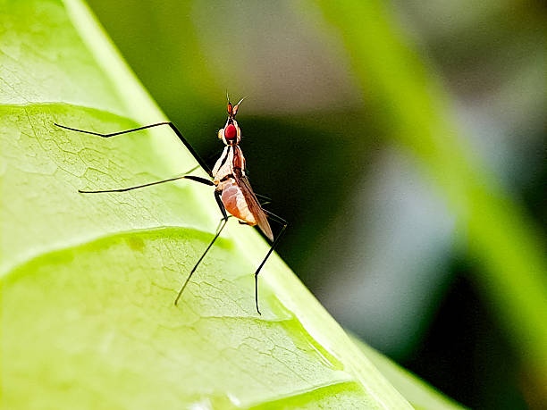 istock A tiny, long legged fly with striking red eyes perched on a green leaf. Perfect for entomology studies, macro photography 2207060241