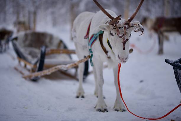 istock Reindeer in Finland 2207060485
