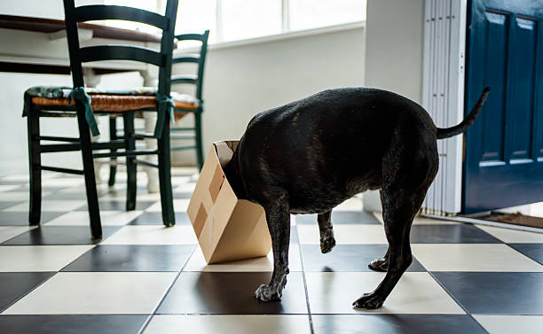 istock Curious pet dog looking inside a box at home 2207062905